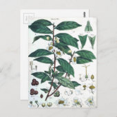 botanische afdrukken van groene thee briefkaart (Voorkant / Achterkant)