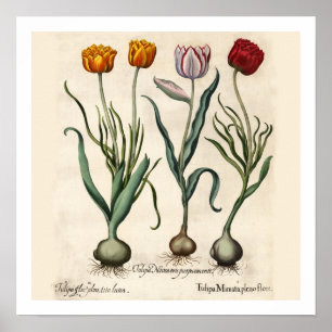 Botanische afdrukken van tulpen poster