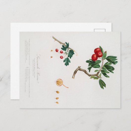 BOTANISCHE AFDRUKKING VAN HET BRIEFKAART VAN RODE (Voorkant / Achterkant)