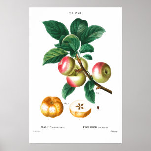  BOTANISCHE APPARATUUR REDOUTÉ POSTER