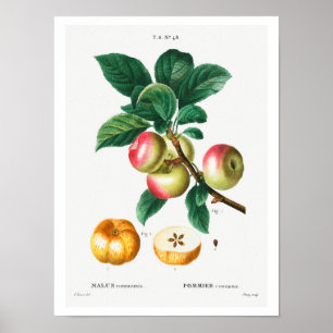 BOTANISCHE APPARATUUR REDOUTÉ POSTER