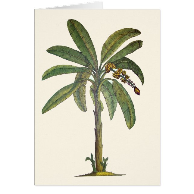 Botanische bananenboom (Voorkant)