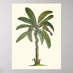 Botanische bananenboom poster