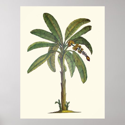 Botanische bananenboom poster (Voorkant)