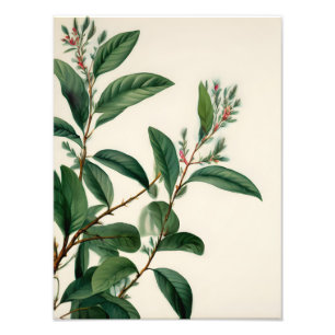 botanische bladeren foto afdruk