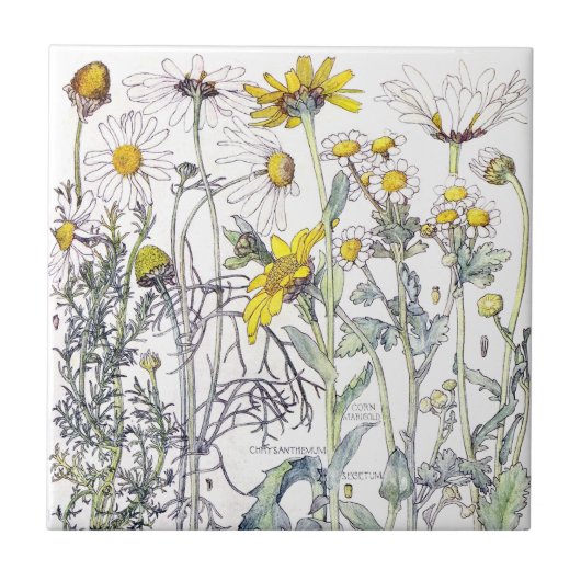 Botanische chrysanthemum Wildflower Flowers Tile Tegeltje (Voorkant)