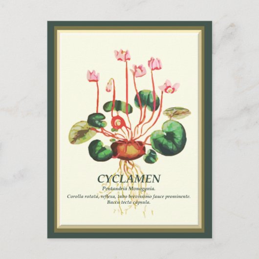  Botanische Cyclamen Tuin bloemkunst Briefkaart (Voorkant)