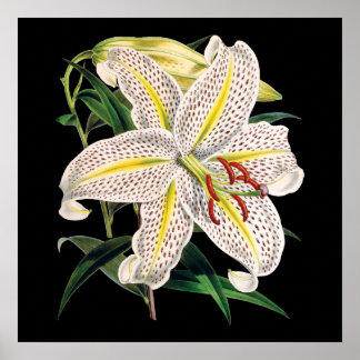 botanische druk op witte tijger poster