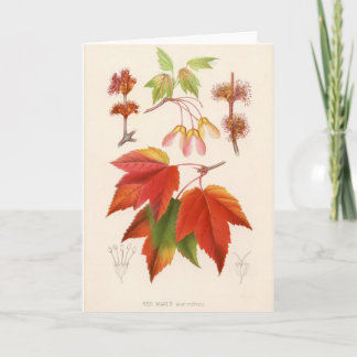 Botanische Druk - Rode Esdoorn (acer rubrum) Kaart
