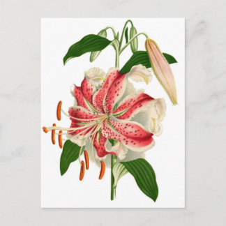Botanische druk Rode tijger Lily lancifolium rubru Briefkaart