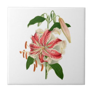 Botanische druk Rode tijger Lily lancifolium rubru Tegeltje