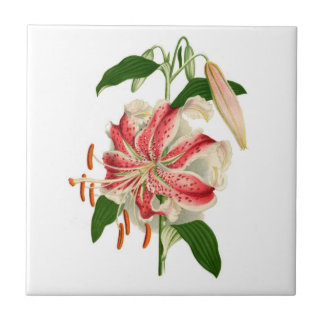 Botanische druk Rode tijger Lily lancifolium rubru Tegeltje
