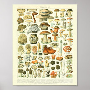  Botanische drukpaddenstoelen WetenschapsPoster Poster