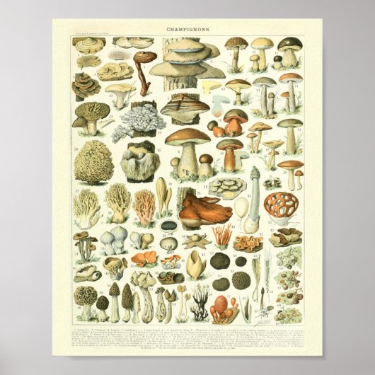  Botanische drukpaddenstoelen WetenschapsPoster Poster (Voorkant)