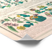  botanische Flora Educatie Poster (Hoek)