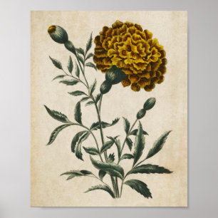 botanische Floral African Marigold Print