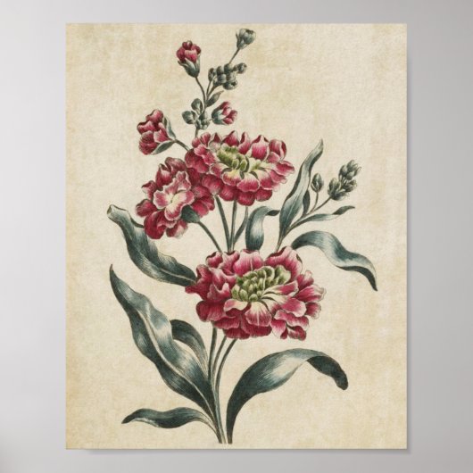  botanische Floral, dubbelzijdige afdrukken Poster (Voorkant)