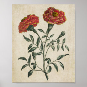 botanische Floral Franse marigold print