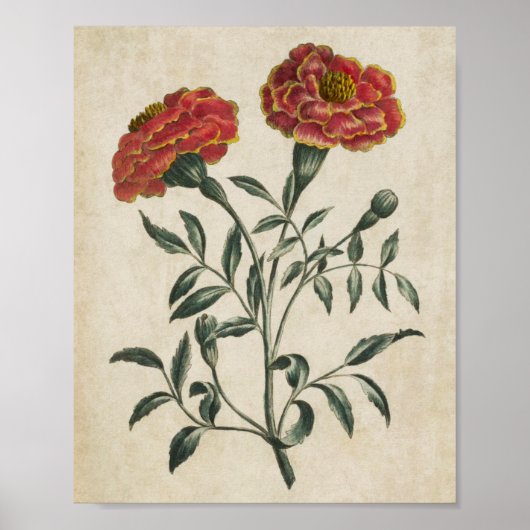  botanische Floral Franse marigold print (Voorkant)