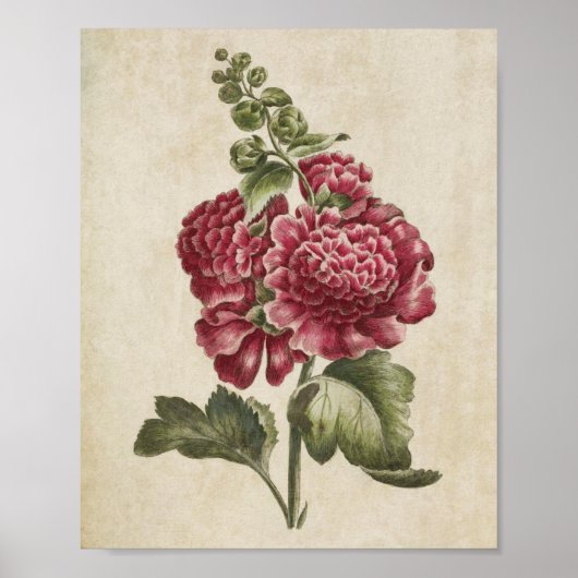 Botanische Floral Hollyhock Print (Voorkant)