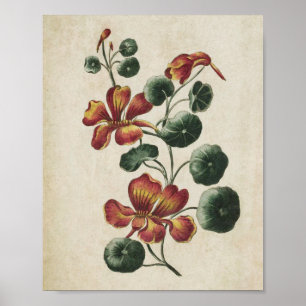  botanische Floral Nasturtium Afdrukken Poster