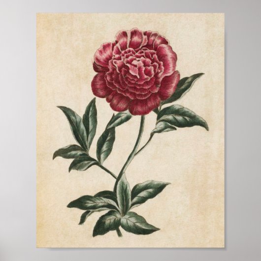 botanische Floral Peony Print (Voorkant)