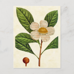  Botanische Franklinia-boom Illustratie Briefkaart