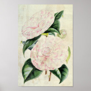  botanische graafschappen van Derby Camellia Poster