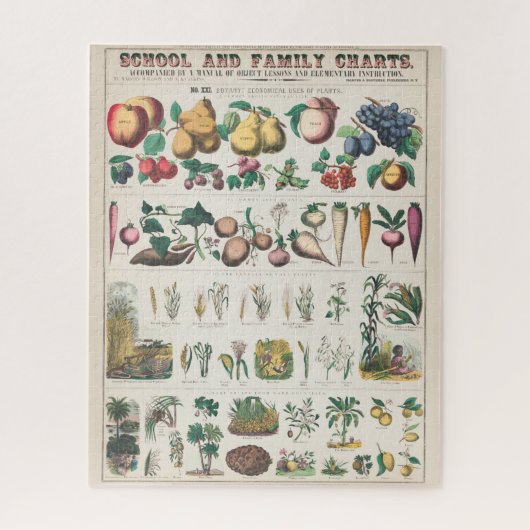 botanische grafiek: economisch gebruik van Plante Legpuzzel (Verticaal)