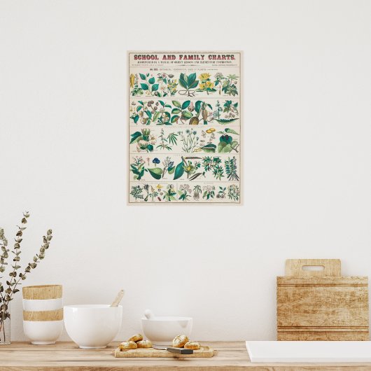 botanische grafiek: economisch gebruik van Plante Poster (Keuken)