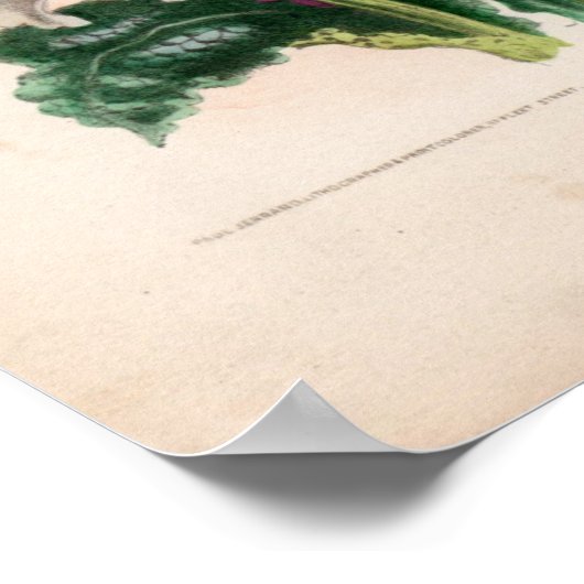 Botanische gravures, oktober poster (Hoek)