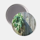 Botanische groene kruiden distressed houtnerf magneet (Voorkant / Achterkant)