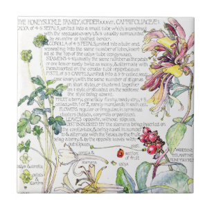 Botanische Honeysuckle Wilde bloemen Tile Tegeltje