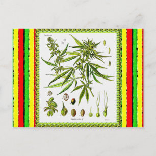 Botanische Illustratie, 1897 - A onkruid Briefkaart