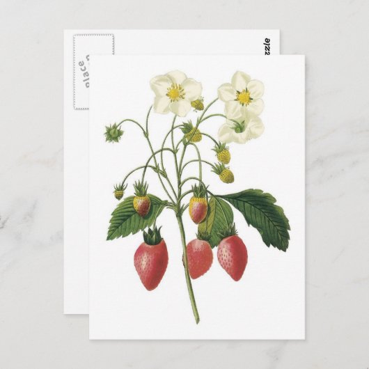 Botanische illustratie aardbei briefkaart (Voorkant / Achterkant)