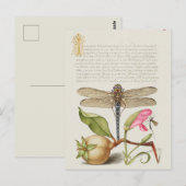  botanische illustratie briefkaart (Voorkant / Achterkant)