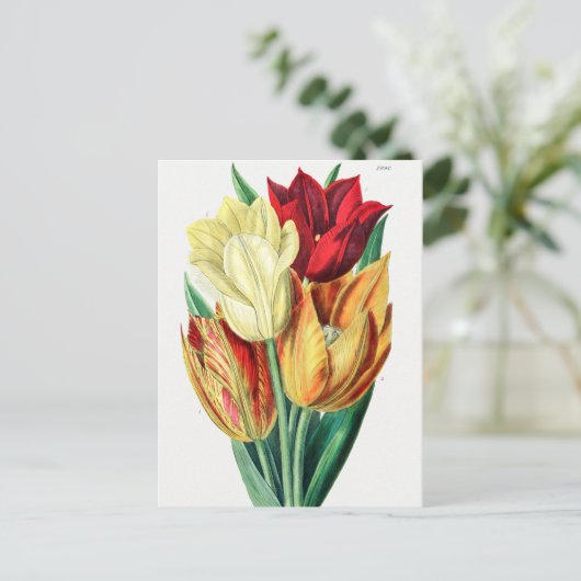 botanische illustratie briefkaart (Staand voorkant)