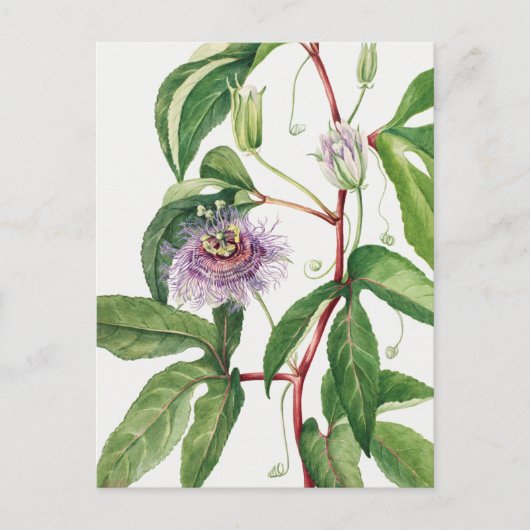  botanische illustratie briefkaart (Voorkant)
