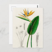  botanische illustratie briefkaart (Voorkant / Achterkant)