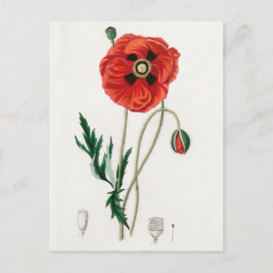  botanische illustratie briefkaart