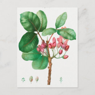  botanische illustratie briefkaart