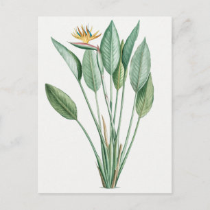 botanische illustratie briefkaart