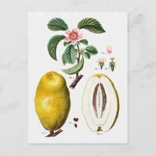  botanische illustratie briefkaart