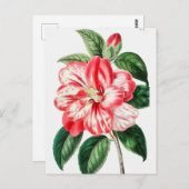  botanische illustratie briefkaart (Voorkant / Achterkant)