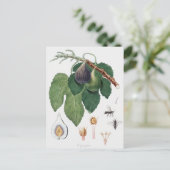  botanische illustratie briefkaart (Staand voorkant)