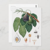  botanische illustratie briefkaart (Voorkant / Achterkant)