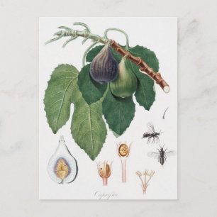  botanische illustratie briefkaart