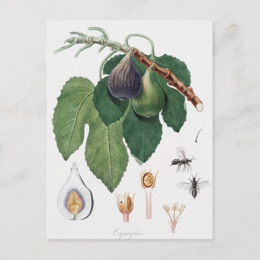  botanische illustratie briefkaart (Voorkant)