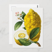 botanische illustratie briefkaart (Voorkant / Achterkant)