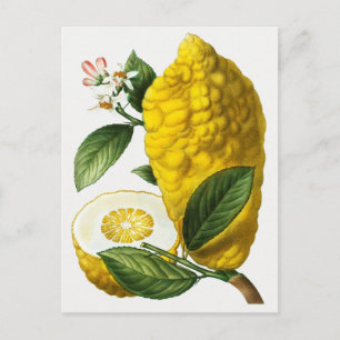  botanische illustratie briefkaart